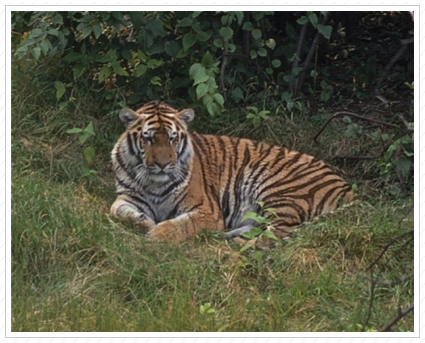 Tiger, Bronx Zoo ©